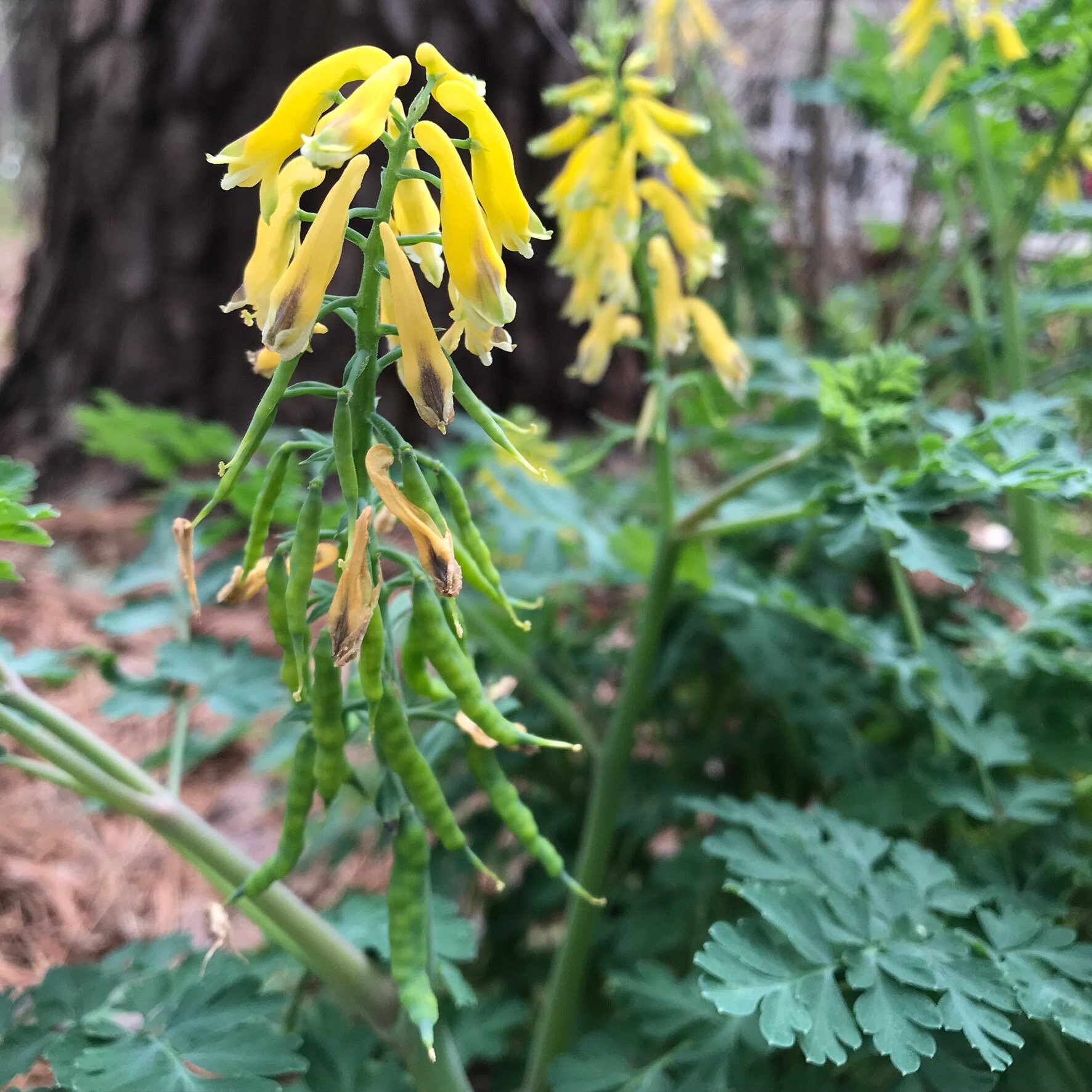Fresh 2023 Seed Corydalis Lutea, Pseudofumaria Lutea, Dicentra Relative