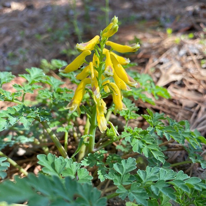 Fresh 2023 Seed Corydalis Lutea, Pseudofumaria Lutea, Dicentra Relative
