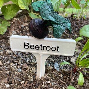 May include: A white plastic plant marker with the word "Beetroot" printed on it. The marker is stuck in the ground next to a small beet plant with green leaves.