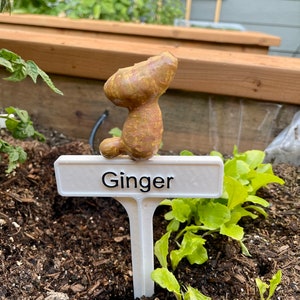 Marcador de plantas pintado a mano - Jengibre