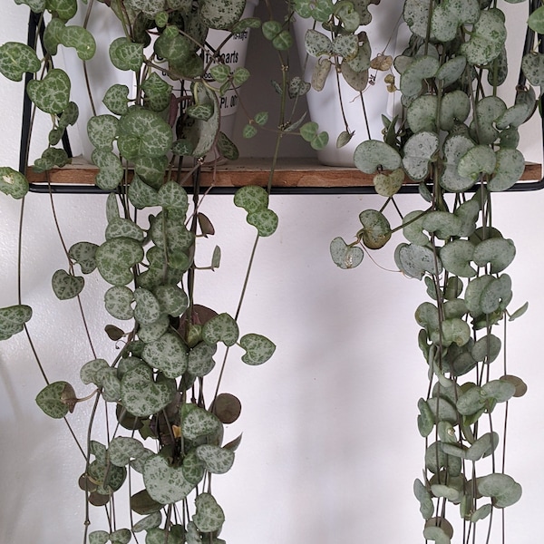 String Plants - Ceropegia Collection, Live plants, Young