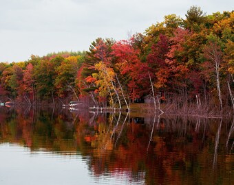 Reflexión del árbol de otoño