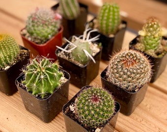 12 pack 2 inch Potted Live Cacti Succulent Plants Collection Assortment  | Perfect for Bday gift, party Favors, Mini Gardening| Cute Plants