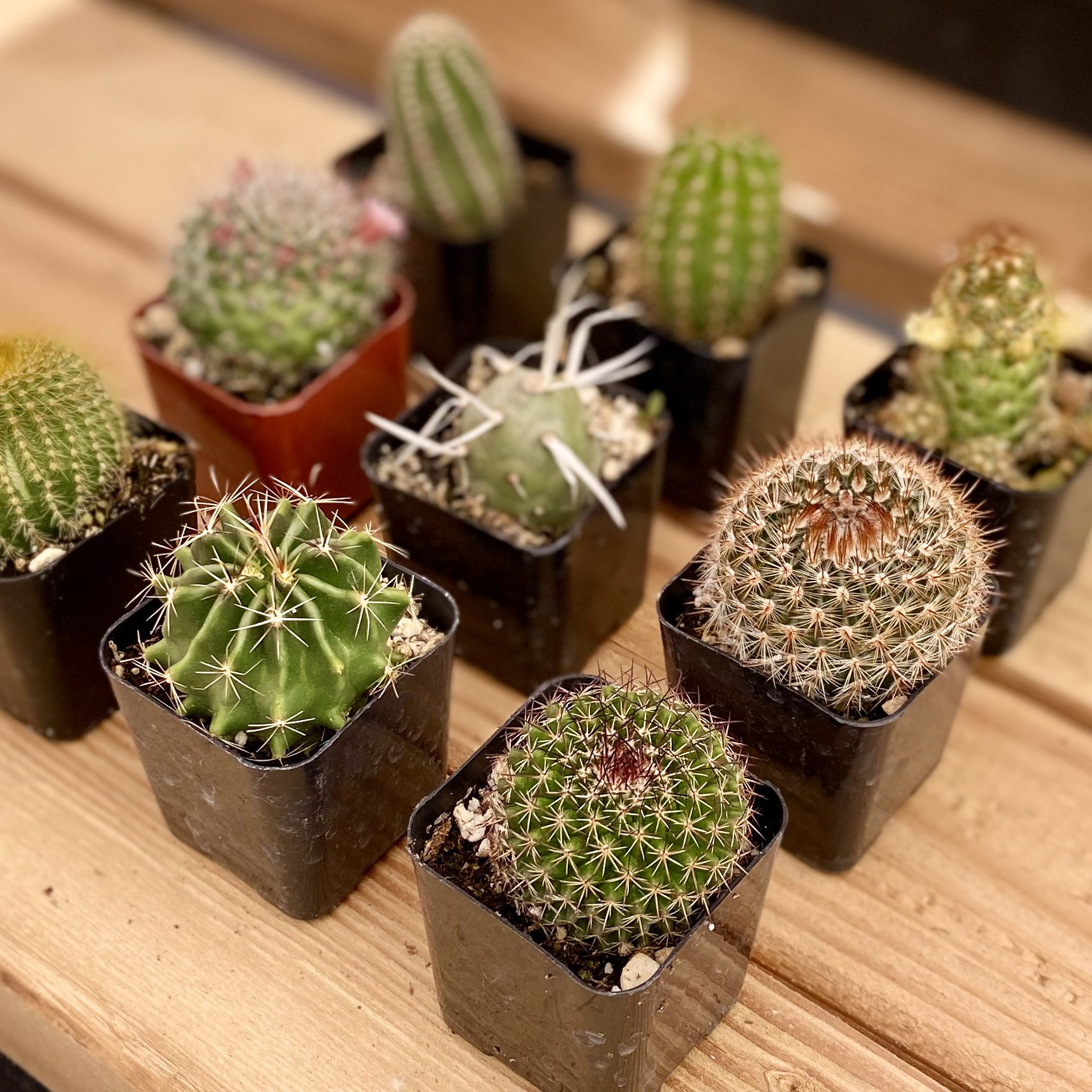 16 Live Cacti Assortment  Rare Mixed Cacti Collection  Easy Care Gift Set  - Etsy