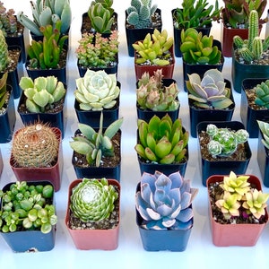 May include: A collection of 36 small potted succulents in various shades of green, pink, and purple. The succulents are arranged in a triangular pattern on a white surface.