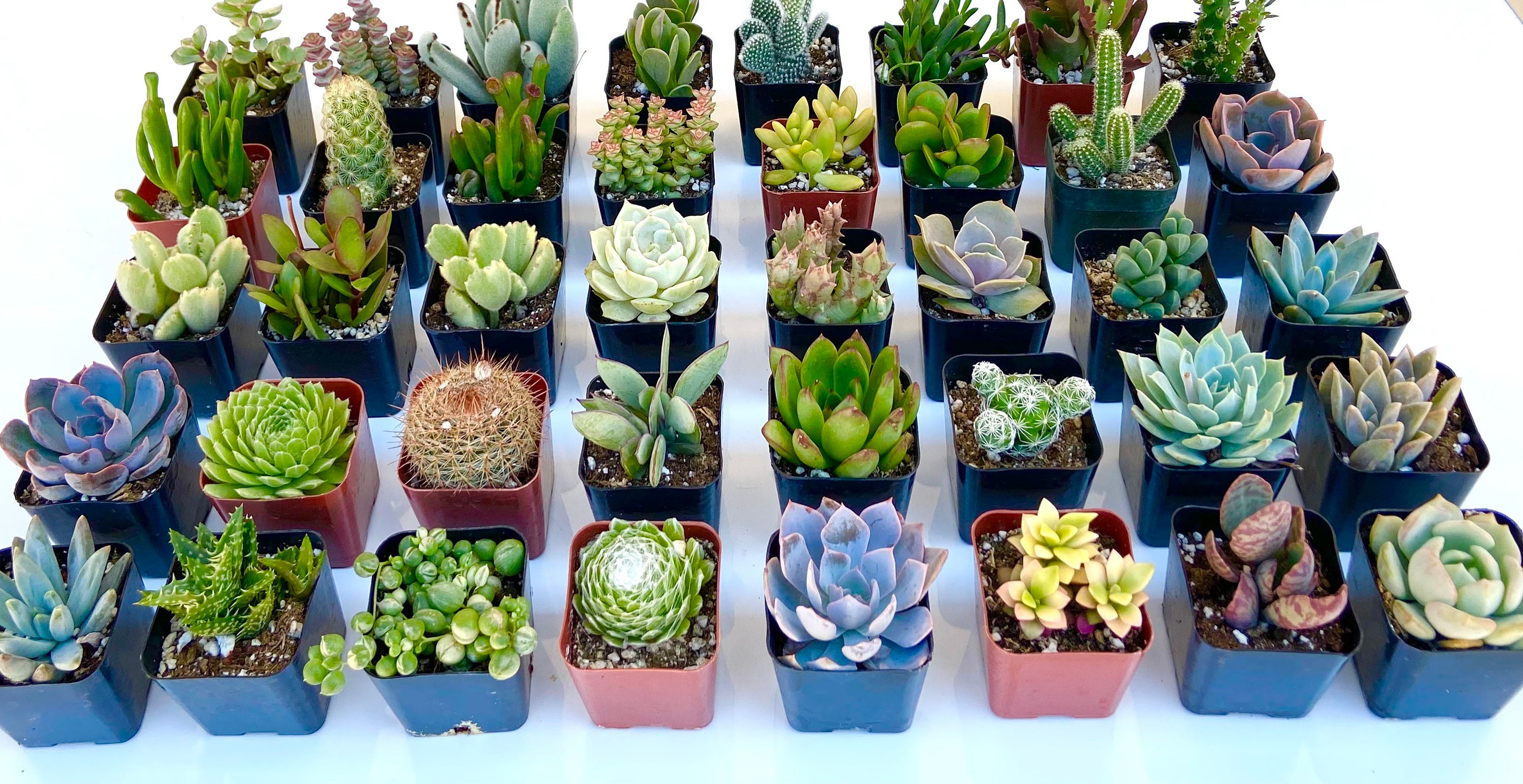 Paquete de variedades de suculentas: Colección cuidadosamente seleccionada para el hogar y el jardín