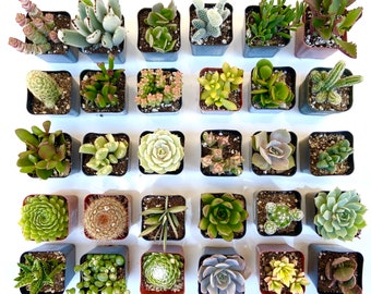 8 Live Potted Succulent Plant Assortment: Vibrant Low-maintenance  Collection - Etsy