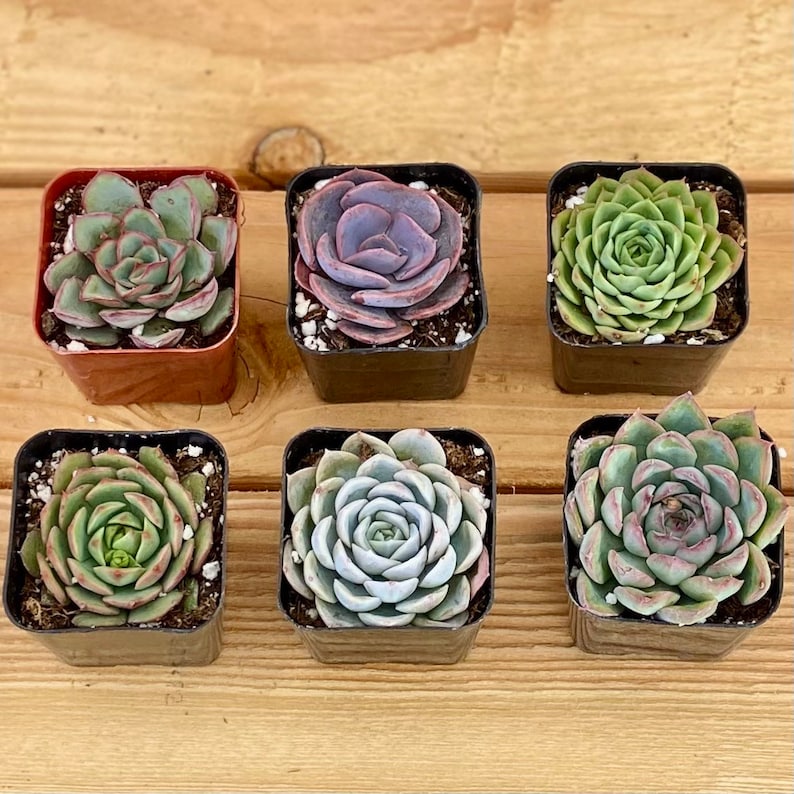 westerngardensUSA Echeveria Succulent Plant