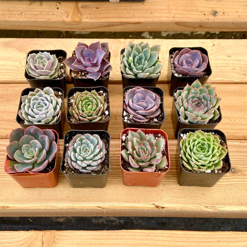 westerngardensUSA Echeveria Succulent Plant - Thumbnail 5