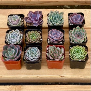 16-Pack 2-Inch Echeveria Succulents - Live Potted Rosettes for Decor, Gifts & DIY