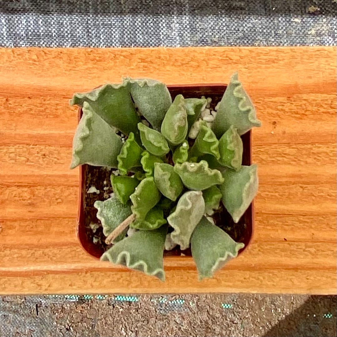 Crinkle Leaf Succulent (adromischus Cristatus) - 2 Inch Potted Plant - Etsy