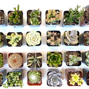 2 Inch Potted Succulent Plant Collection: Wedding & Party Favors