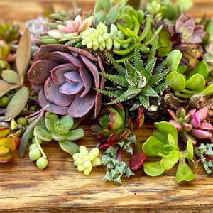 20 Rare Succulents Clippings, Mixed Houseplants, Bulk Succulent Cuttings, Cutting Bundle, Trailing Succulents, Succulent Baby Cuttings