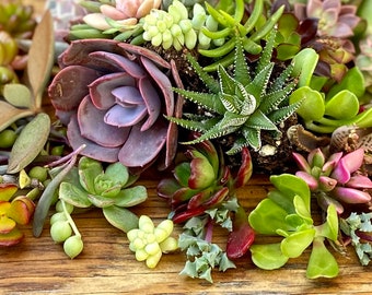 May include: A collection of various succulents in shades of green, purple, and pink, arranged on a wooden surface. The arrangement includes rosette-shaped succulents, spiky varieties, and trailing types, showcasing diverse textures and forms.