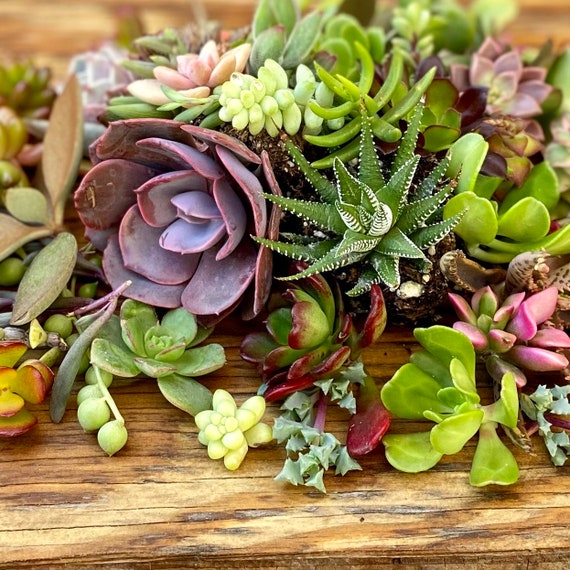 20 Assorted Succulent Cuttings: Vibrant DIY Garden Variety - Etsy