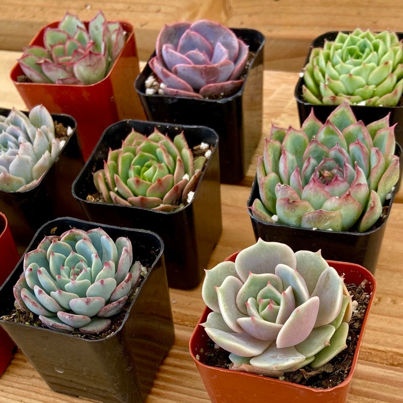 westerngardensUSA Echeveria Succulent Plant - Thumbnail 4