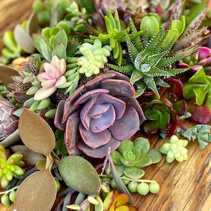 15 Succulent Cuttings Vibrant Assortment of Cuttings Perfect for DIY Projects, Gardens, and Gifts