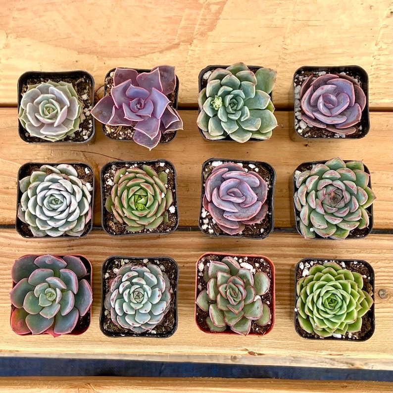 westerngardensUSA Echeveria Succulent Plant - Thumbnail 2