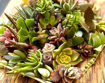 15 Mini Assorted Succulent Cuttings | 15 Succulent Babies |  Mini Succulent Cuttings Gift Box