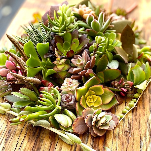 15 boutures de mini-succulentes assorties - Mini boutures de bébés plantes