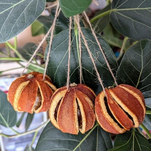 May include: Four dried orange peels, each with a string attached, hanging from a green leafy plant. The peels are brown and orange and have been cut into strips to create a decorative ornament.