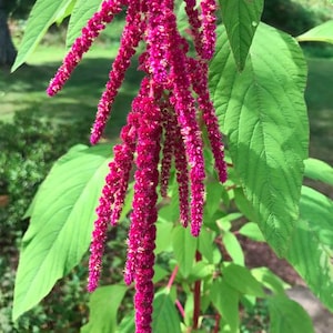 May include: A close-up of a cluster of vibrant pink amaranth flowers hanging from a green stem. The flowers are long and slender, with a feathery texture.