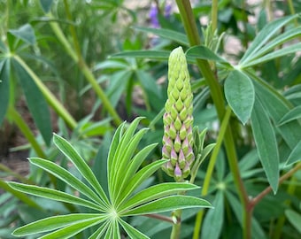 Lupine 