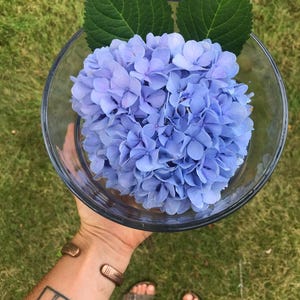 May include: A glass bowl filled with a bouquet of blue hydrangeas. The hydrangeas are surrounded by two green leaves.
