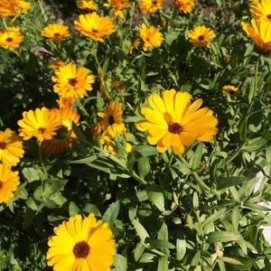 Calendula "Soul Speak" Flower Essence