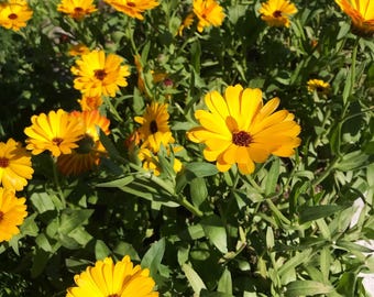 Calendula "Soul Speak" Flower Essence