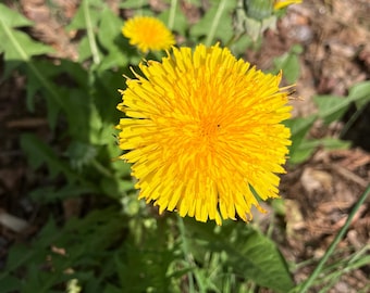 Dandelion Flower Essence: Zest for Life, Inner Ease