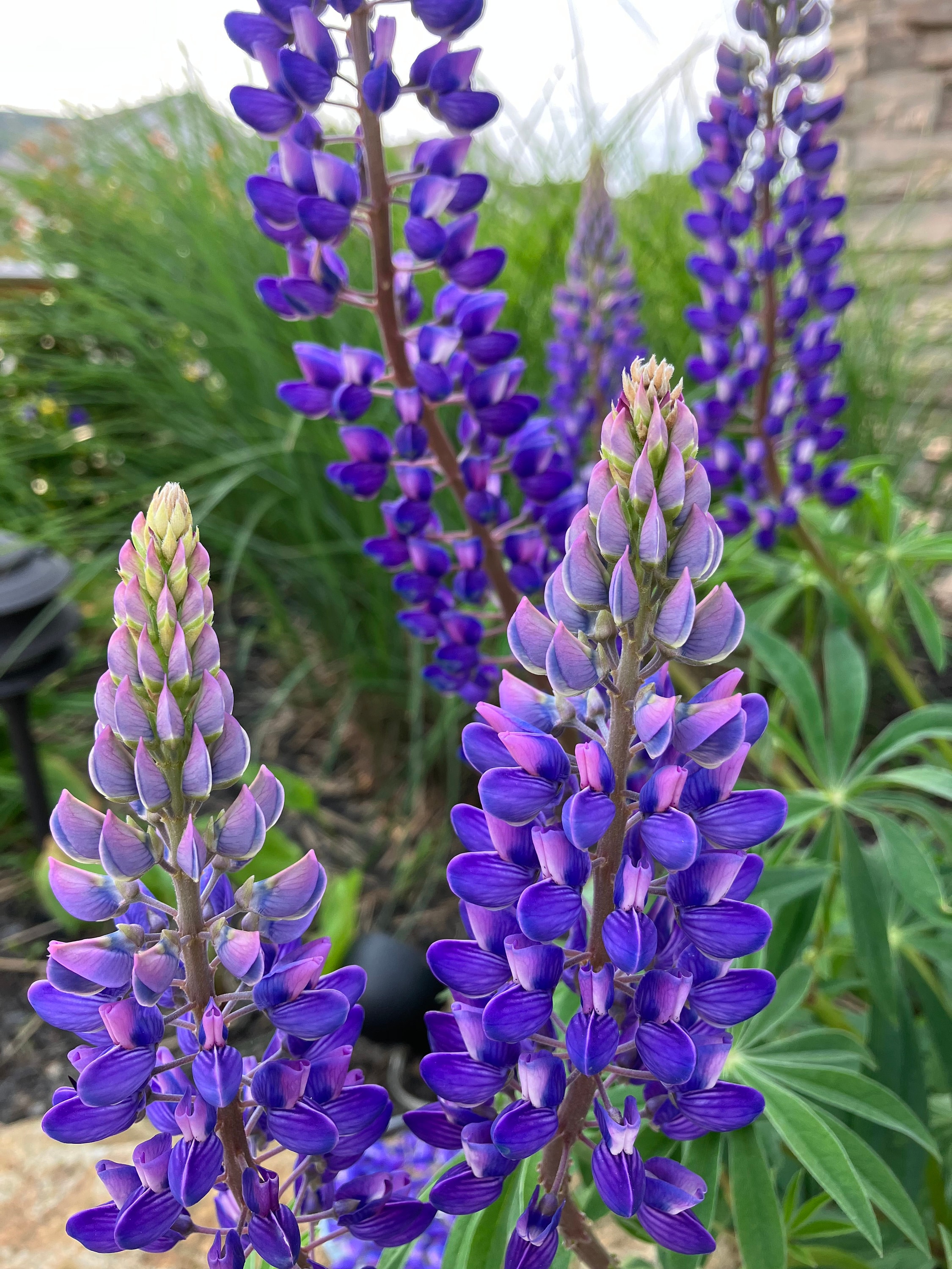 Lupine 