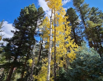 Aspens and Pines