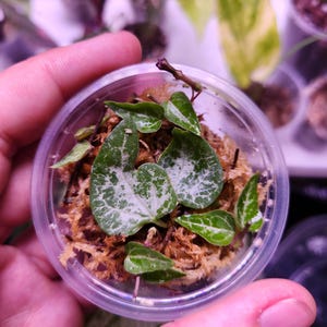 May include: A small, clear plastic container holding a String of Hearts plant. The plant features small, heart-shaped leaves with green and white variegation, nestled in brown moss. Other plants are visible in the background.