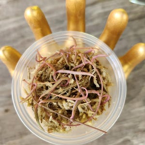 May include: A clear plastic container filled with light brown and pink plant material. The container is held by a gold-painted hand-shaped object. The plant material appears to be a type of moss or dried plant matter.