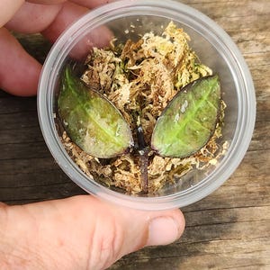 May include: A clear plastic container holding two green and purple plant leaves with a brown moss substrate. The container is held in a hand, with a wooden surface in the background.