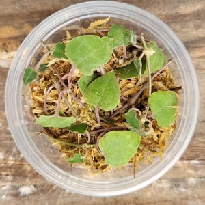 May include: A clear plastic container filled with green leafy plants and brown moss. The container sits on a wooden surface. The plants have small, heart-shaped leaves and thin, purple stems.