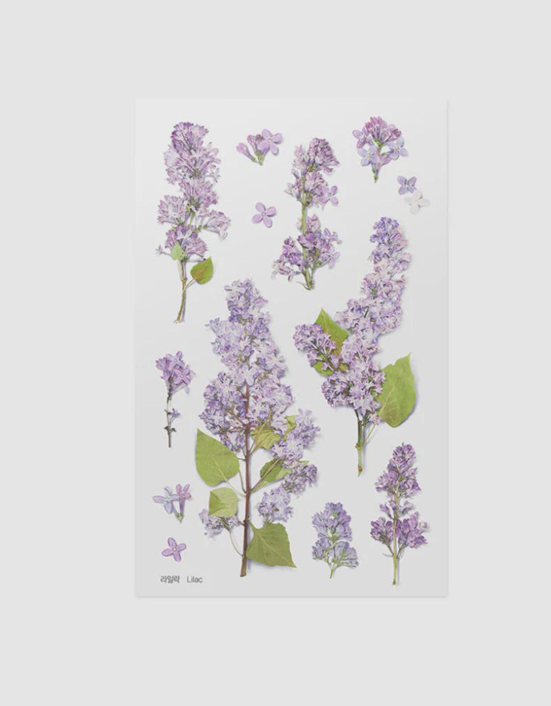 Sticker Note Lilac Pressed Flower Lilac Deco Sticker | Korean Journaling Sticker | Kpop ...