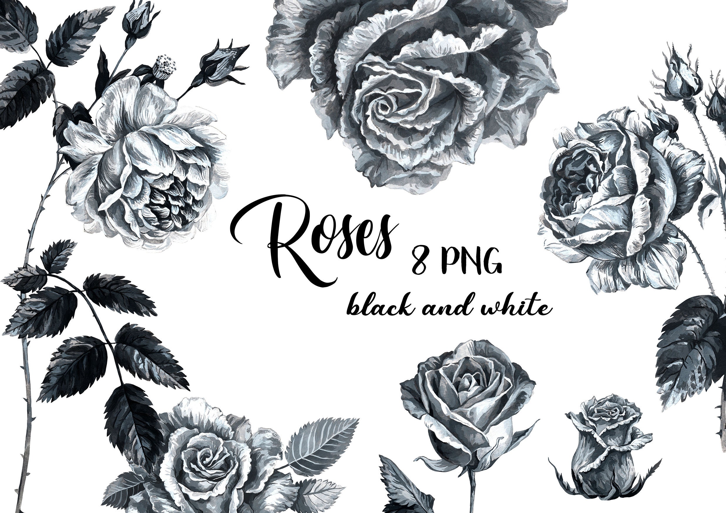 Black and White Roses, Rose Clip-art, Hand Painted Flowers, PNG Files ...