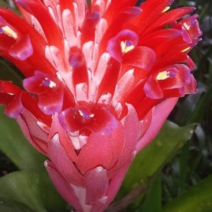 Flaming Torch Bromeliad Billbergia pyramidalis