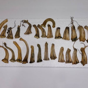 12 veri steli di zucca essiccati naturalmente, lunghi 1"-3", di medie-piccole dimensioni, per creazioni di zucca di velluto, decorazioni per il raccolto autunnale o creazioni di Halloween per bambini
