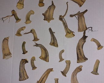 12 Real Natural Dried Pumpkin Stems For Velvet Pumpkin Crafts Variety Pack Mix of 6 Very Small 1" Stems & 6 Medium Size Stems 1"-3" Long