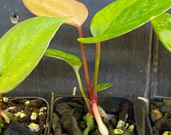 Anthurium "Peach Fuzz” (Scott Cohen's Carlablakiae x Dorayaki) X Nigrolaminum "Gigi" 2”x2”x 2.5” seedling pot.