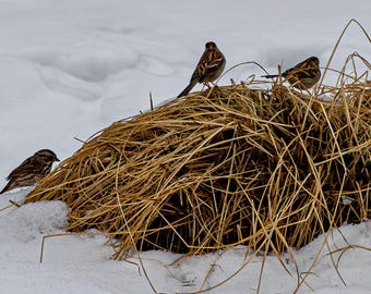 May include: Three brown sparrows perched on a clump of dried brown grass in a snowy landscape.