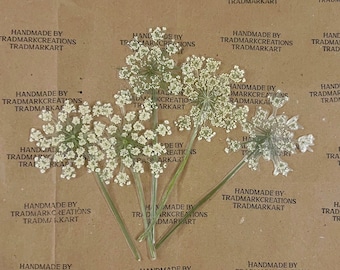 Pressed Queen Anne's Lace Flower with Stem - Laminated