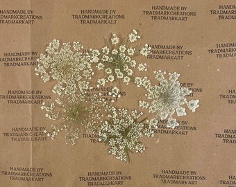 Pressed Queen Anne's Lace Flower - Laminated