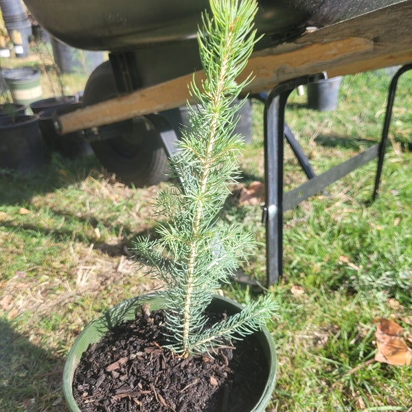 Blue spruce seedling