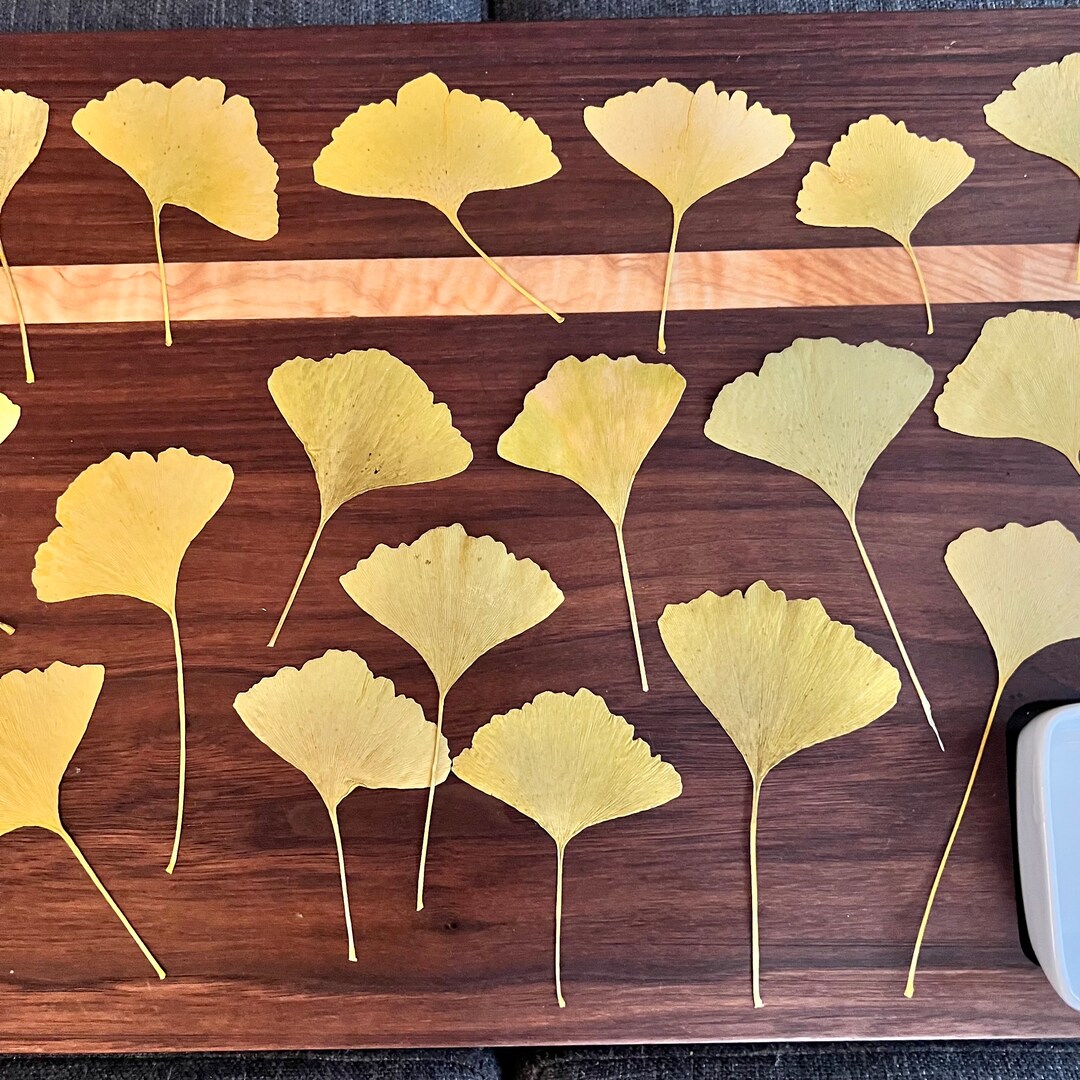 Pressed Ginkgo Leaves Yellow and Green Mix Ginko Biloba 20 Leaves Grown