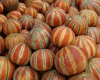 10 Kajari Melon seeds rare sweet colorful garden autumn gourd Orange striped Tiger Tigger