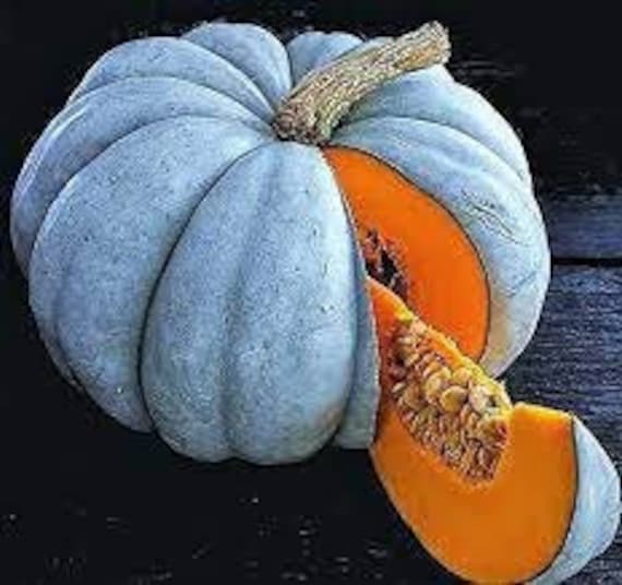 20 Blue Moon Seeds Blue Pumpkins Halloween Vegetable Gourd Organic